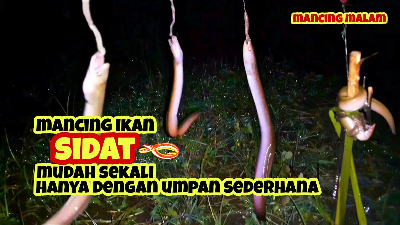Umpan Ikan Sidat Paling Sederhana