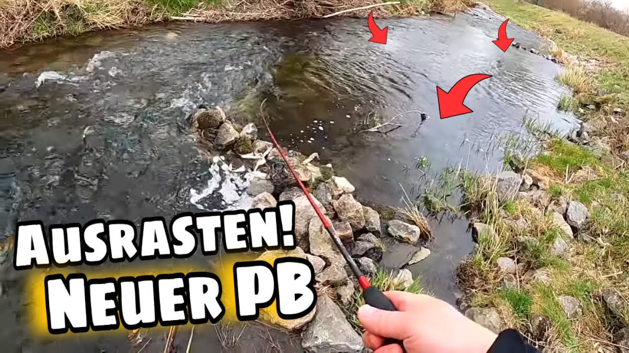 Kleiner Bach, gro&szlig;e Bachforellen. Angeln ist Liebe😍