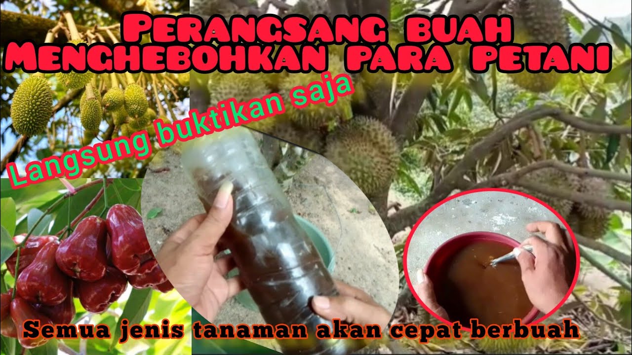 mengejutkan semua petani racikan perangsang buah ini benar-benar terbukt heboh