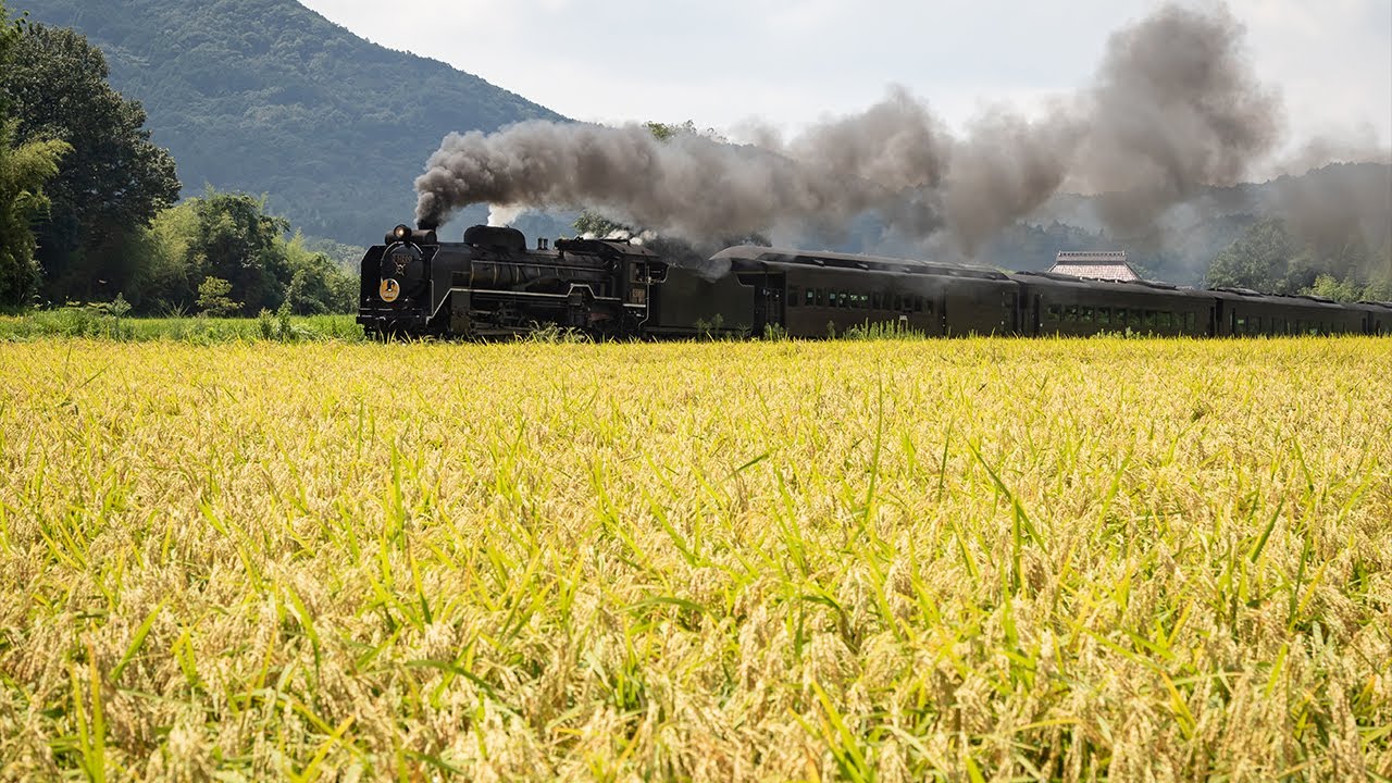 【SLやまぐち号】稲穂が実る大山路・徳佐を驀進！ 篠直も期待通りの爆煙で通過 2025.8.30【D51 200】