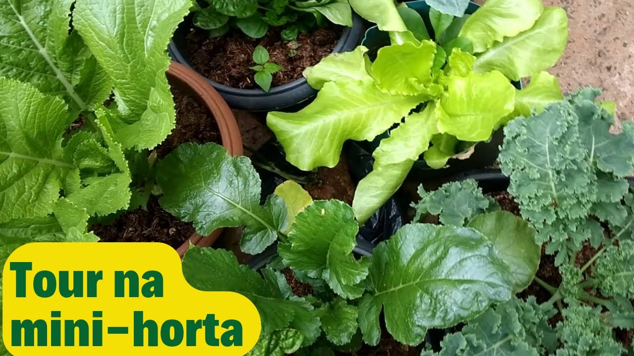 Tour na Mini-Horta / Horta em  pequeno espaço #horta  #hortanoquintal