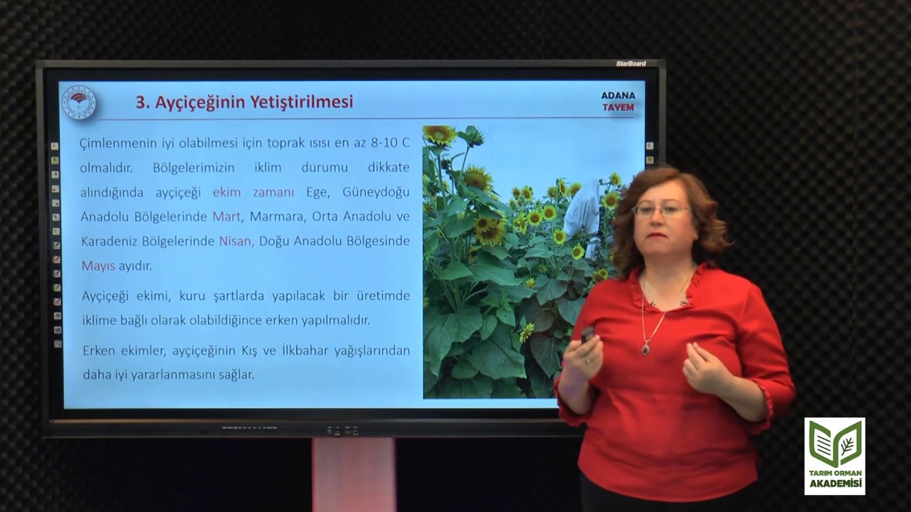 Ayçiçeği Yetiştiriciliği 1 - Dr.Ayşe Nuran ÇİL - Adanatayem