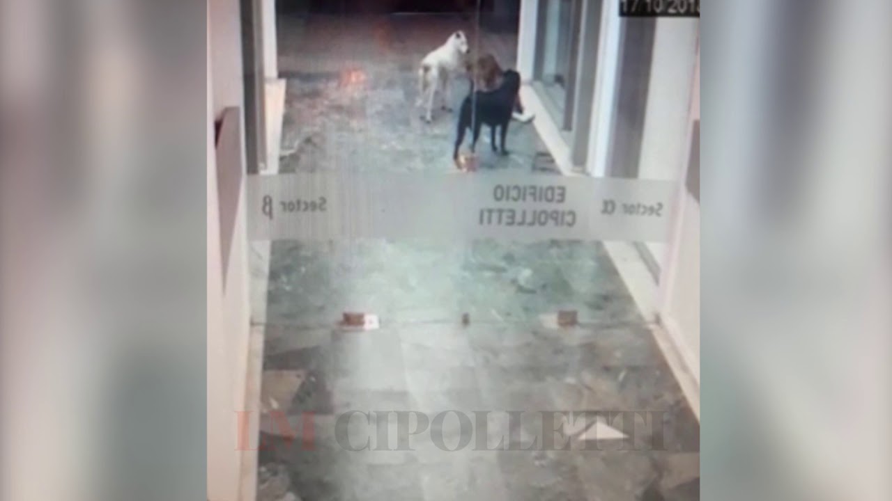 El ladr&oacute;n de diarios menos pensado en la agencia LM Cipolletti: un grupo de perros