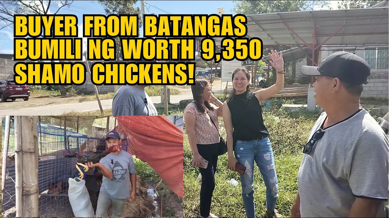 BUYER FROM BATANGAS BUMILI NG WORTH 9,350 SHAMO CHICKENS!