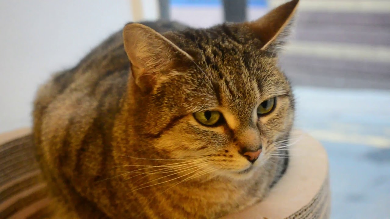 mog on the tyne 15,3,2019
