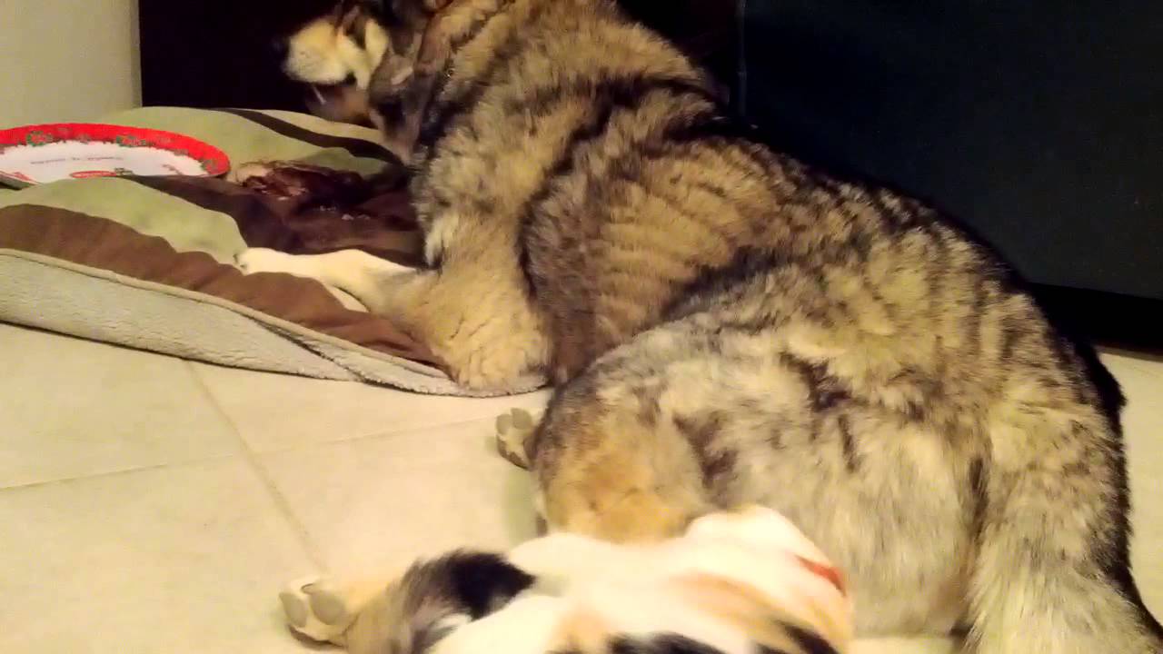 Calico Kitten Does Her Best to Annoy Siberian Husky: Fails