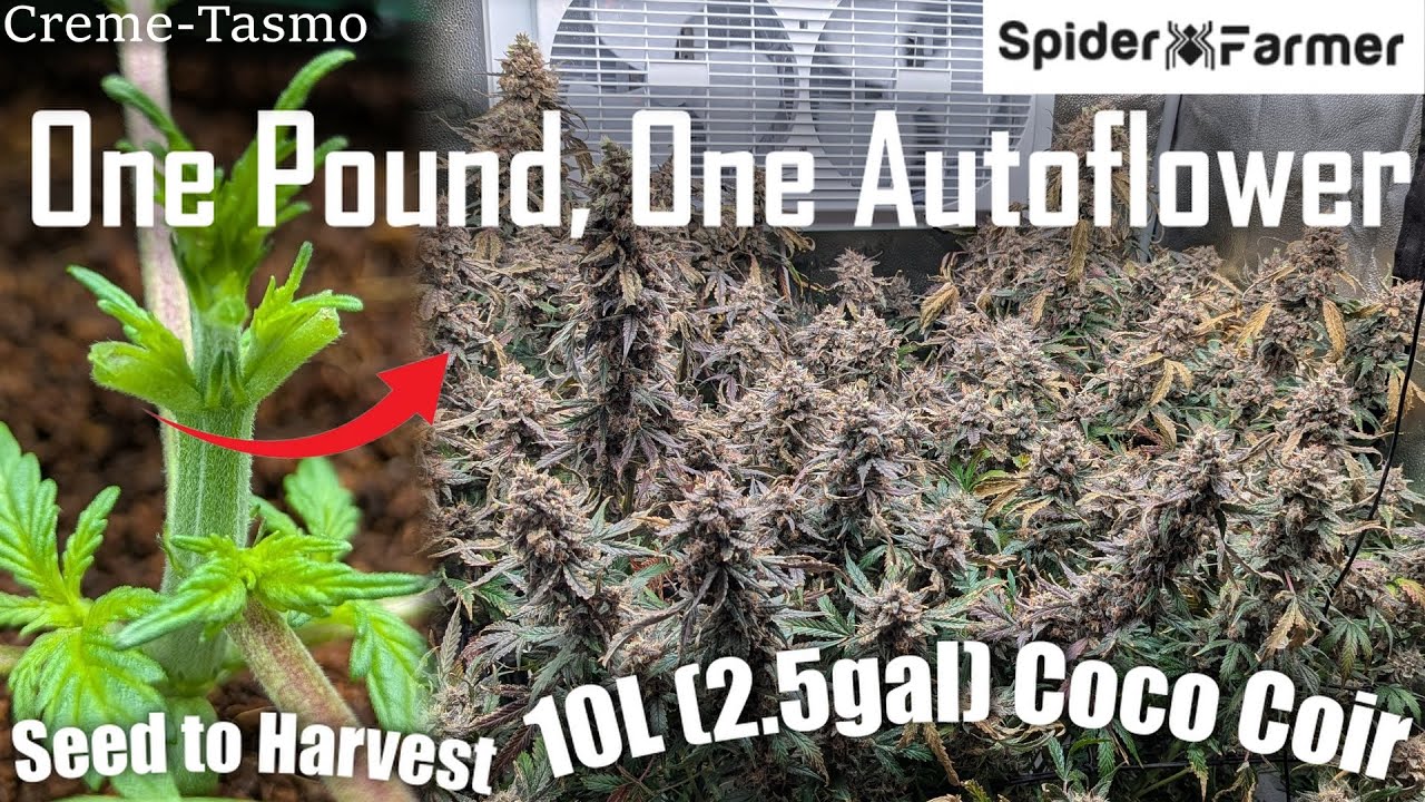 How I Grow -33- From Seed, to Defoliation, to 1lb Harvest - Mephisto Autoflower -Spiderfarmer SF4000