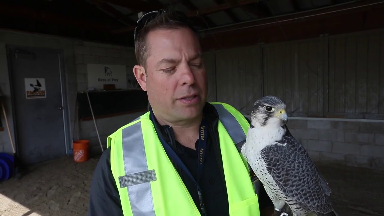 Wildlife Control at Pearson