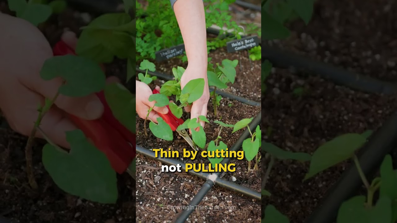 Bean Growing 101: Quick & Easy Guide