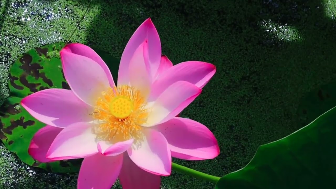 Radiant Religion February 19 By Ellen G White 