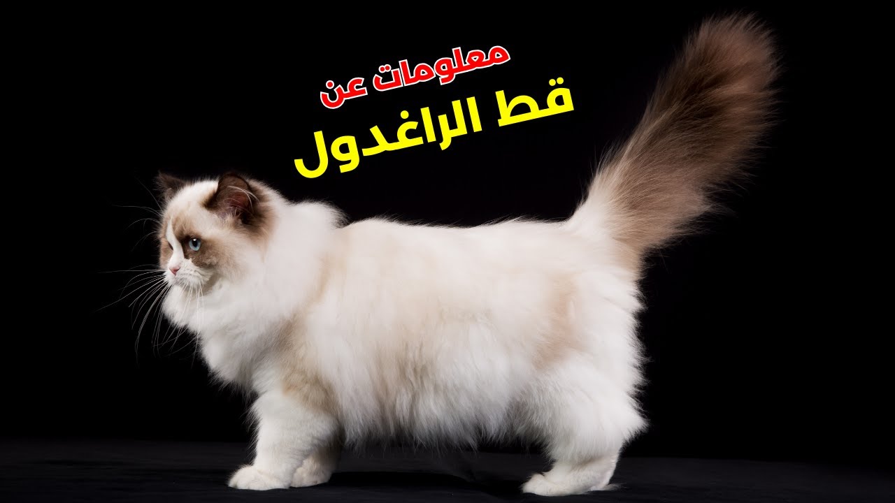 قط راغدول من أجمل أنواع القطط, معلومات وحقائق عن هذه السلالة