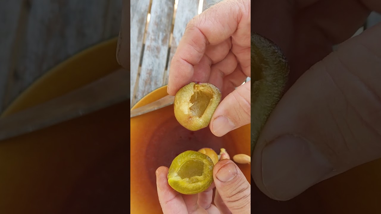 Plum varieties (D'agen or Angelina Burdett) - which one is 'better'?