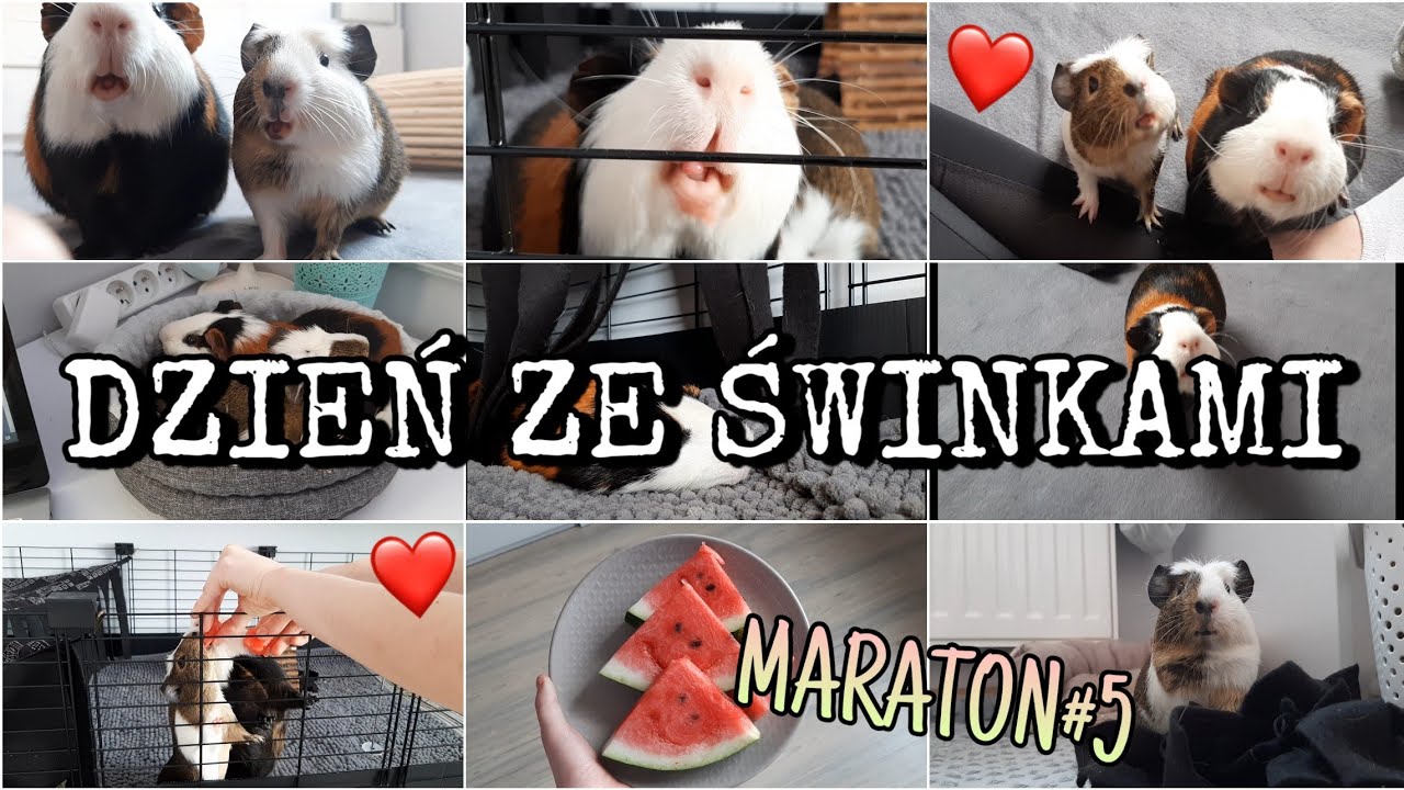 DZIEŃ ZE ŚWINKAMI🐷 PigVlog