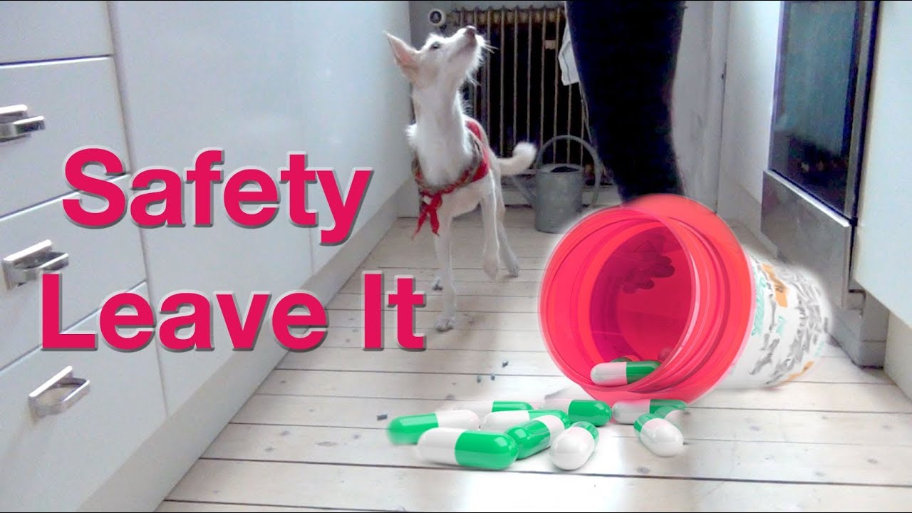 SAFETY LEAVE IT Dog training