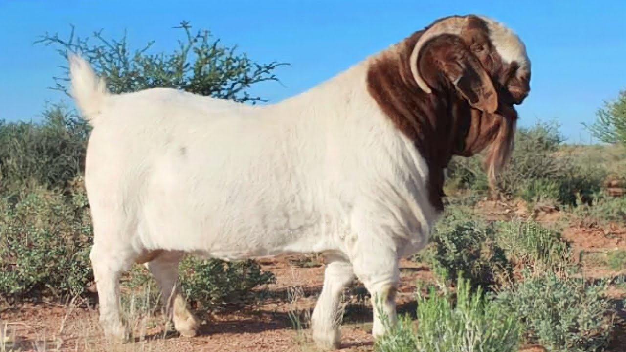 Most Beautiful Goat In The World || Beautiful Goat In India And Pakistan 2023 || Mazhar Tv