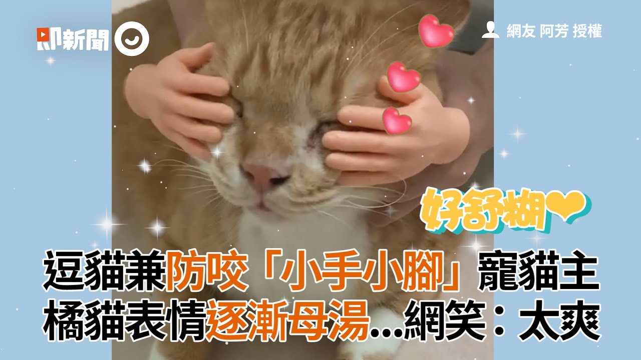逗貓兼防咬「小手小腳」寵貓主　橘貓表情逐漸母湯...網笑：太爽│寵物│貓咪｜猫｜ねこ│Pet│Cat│Kitten