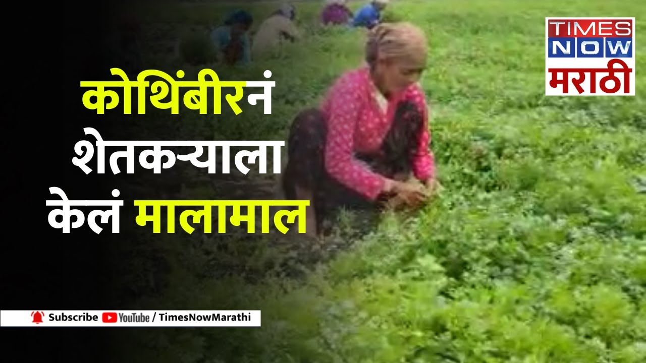 Pune Coriander Farming: कोथिंबीरने पुण्याच्या शेतकऱ्याला बनवले लखपती