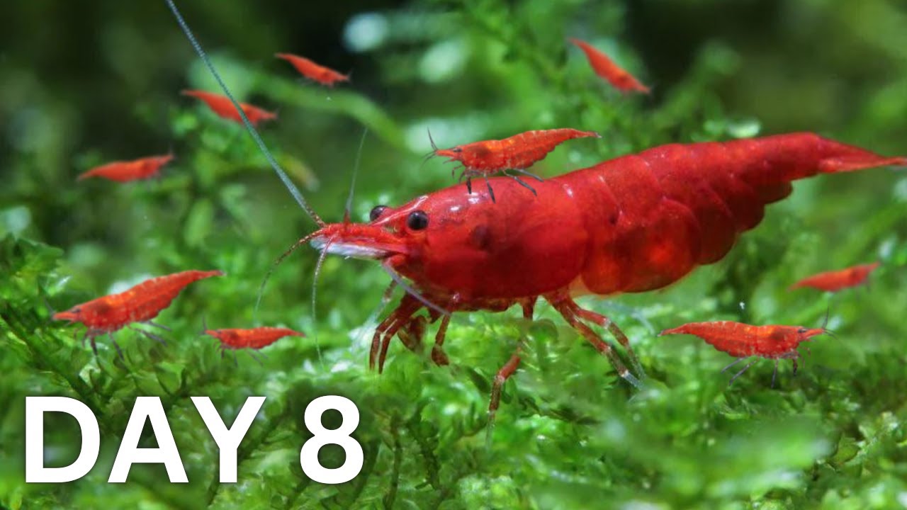 Breeding Shrimp - How Many in 30 Days?