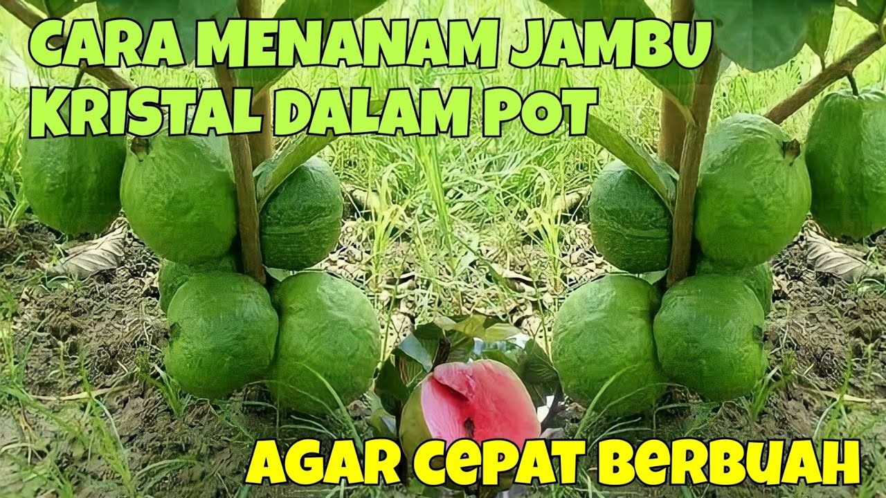 CARA MENANAM JAMBU KRISTAL DALAM POT. AGAR CEPAT BERBUAH