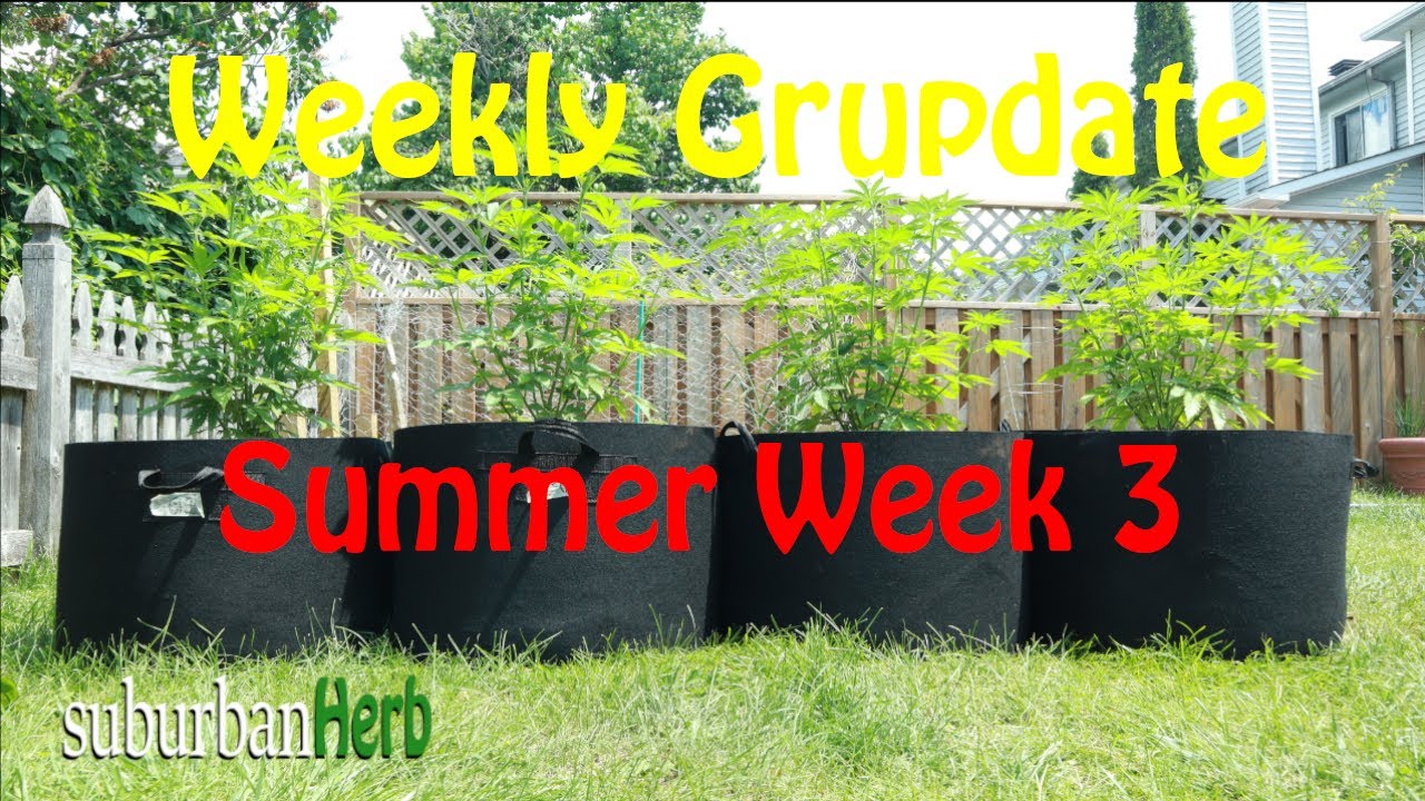 Outdoor Cannabis Grow in Ontario Canada. Week 3. Featuring Iranian Diesel, G-13 and autoflowers.