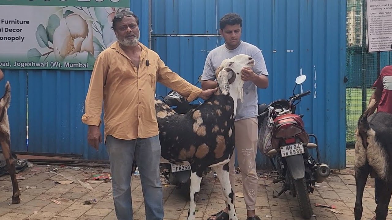 Jogeshwari VIP Mandi Main Aagaya Ab Tak Ke Sabse Bade Bakre | Kunni Goat Farm Jogeshwari Mumbai.