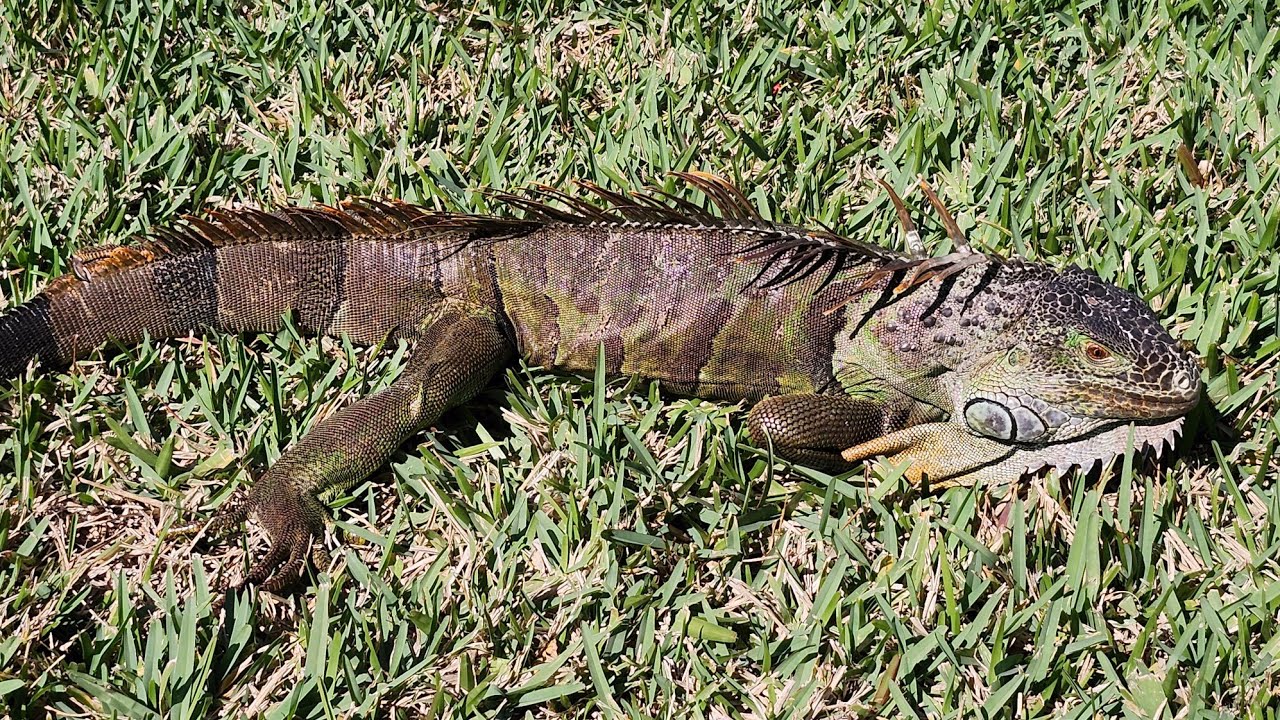 Rescatando iguanas por las bajas temperaturas. 
