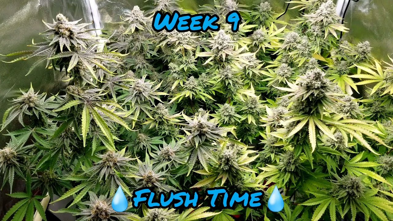 Week 9. How to flush. When to harvest with magnified trichome shots!! www.ezhydrogrow.com