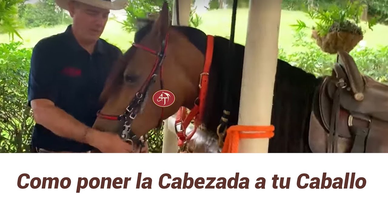 Como poner correctamente la Cabezada a tu Caballo