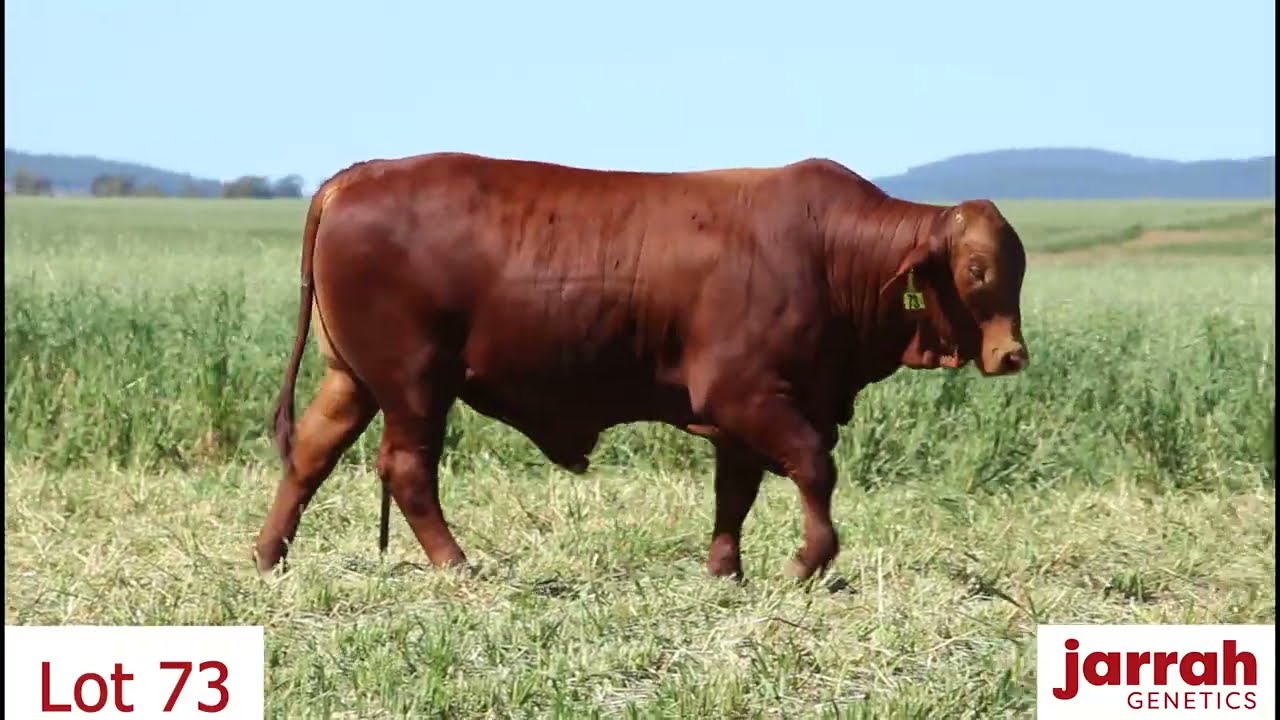 Lot 73 Jarrah Red U441 (S)