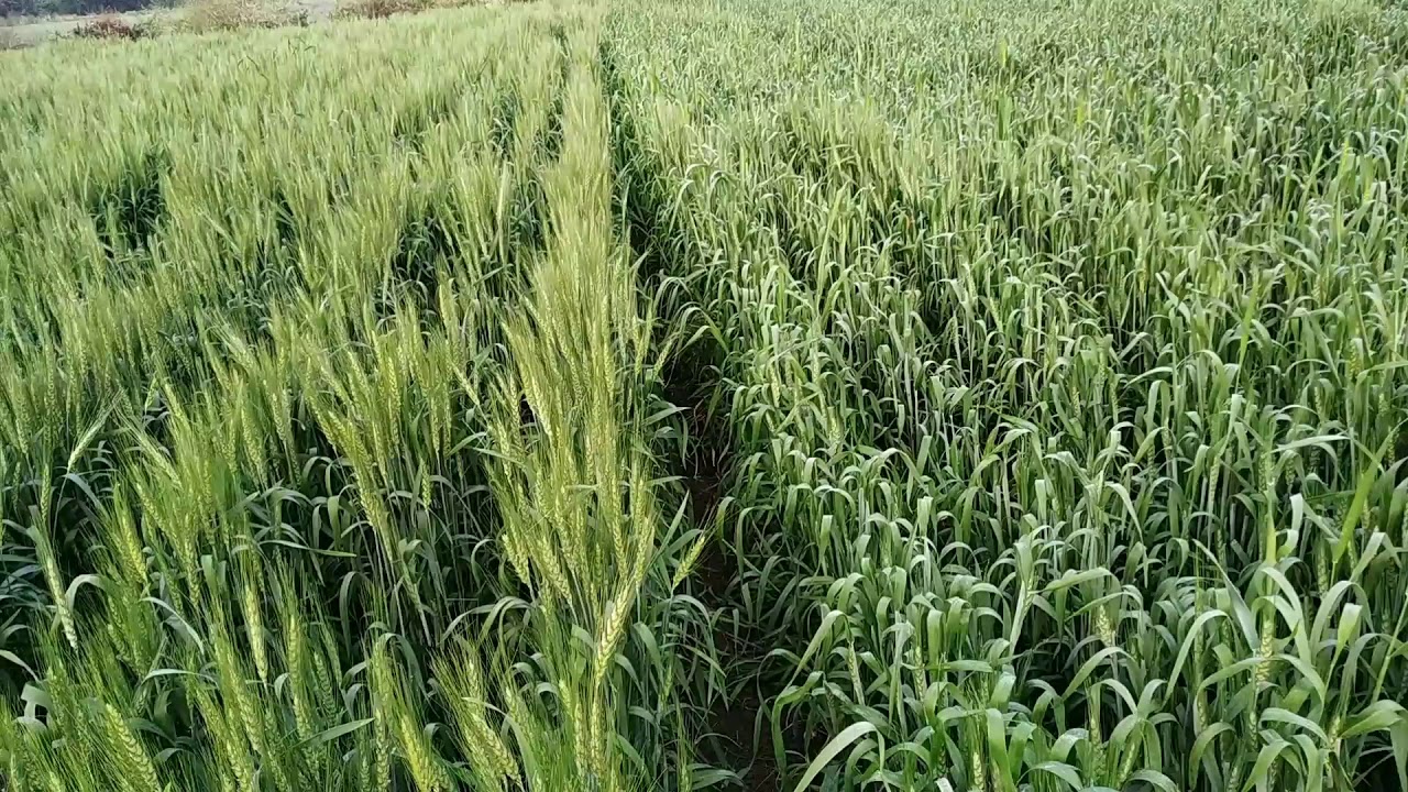 496 vs आजीत 102 गहू वान फरक, कोणता वान चांगला वाटतोय?