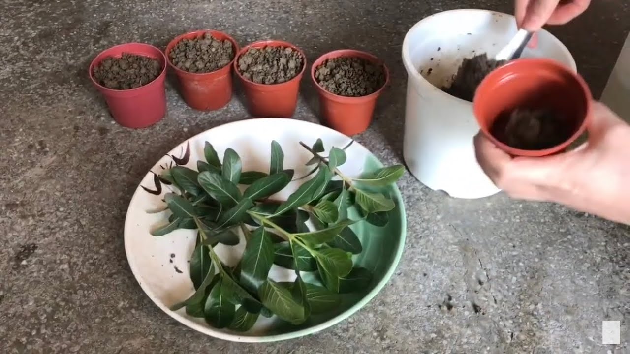 You can grow flowers without seeds.