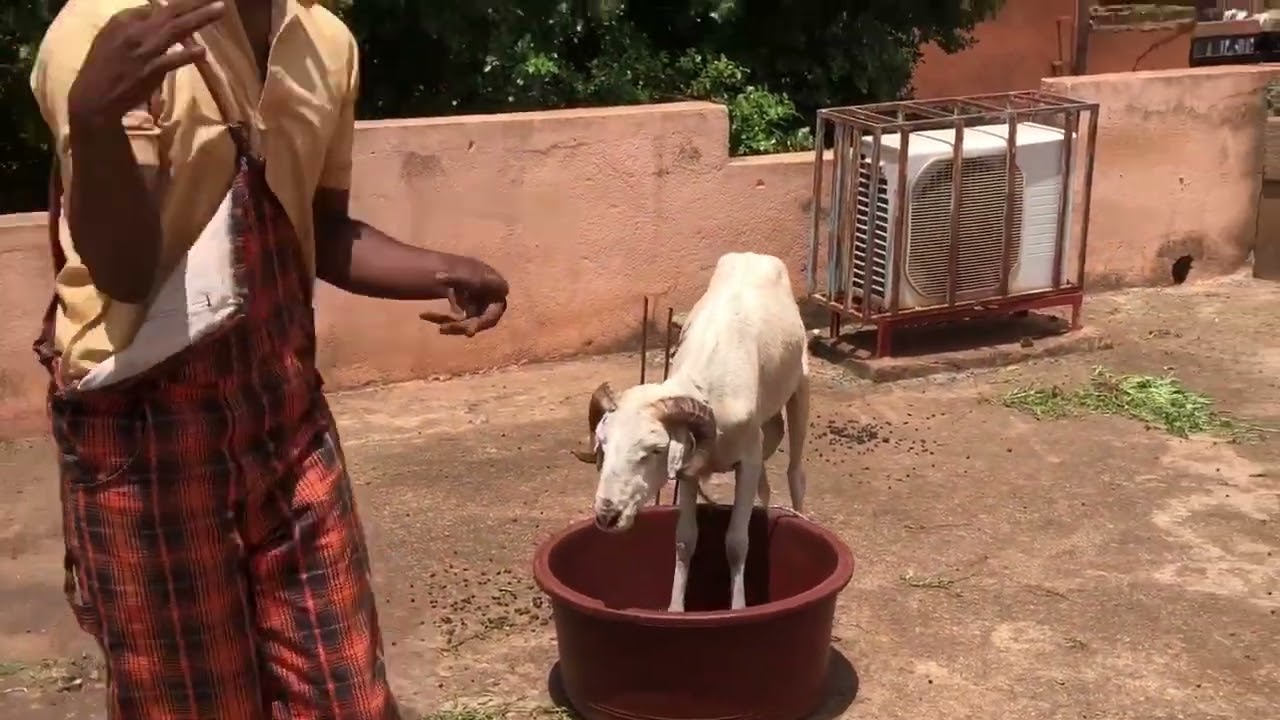 Geto Affaire de viande de mouton pour fête deTabaski 😂