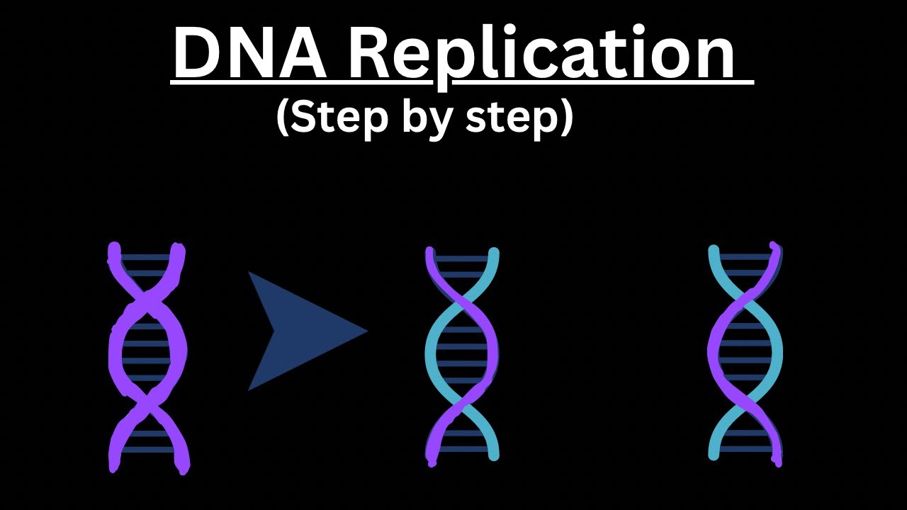 DNA Replication Explained Clearly | NCERT | NEET |AP | SAT Biology 