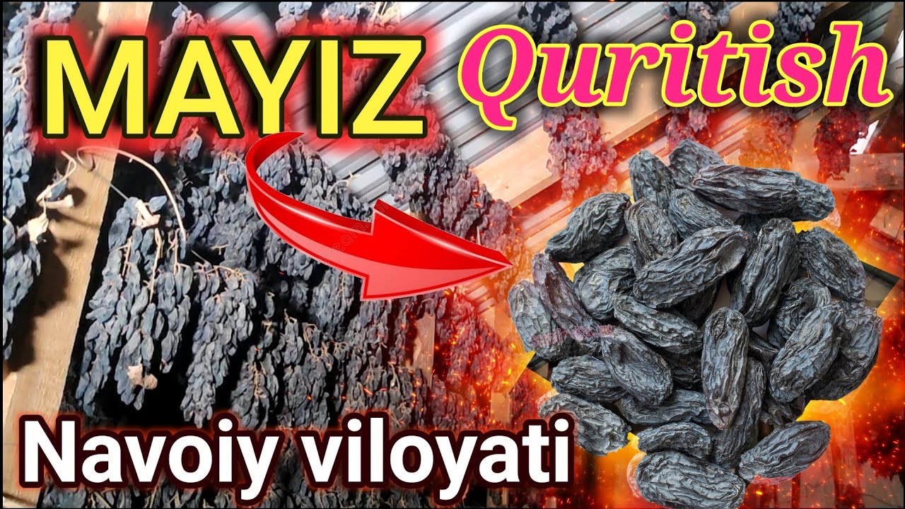 GIGANT uzumdan Mayiz 1 kilosi 200 ming soʻm 8-mart, 2022