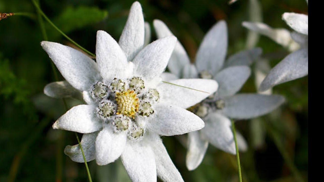 FLOWERS of the World GARDEN    Mountain edelweiss Leontopodium alpinum flower 2023 #141