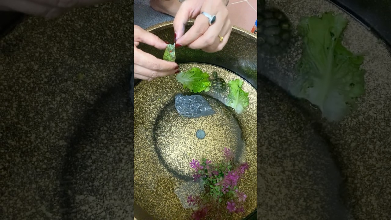 Turtle sick not eating 