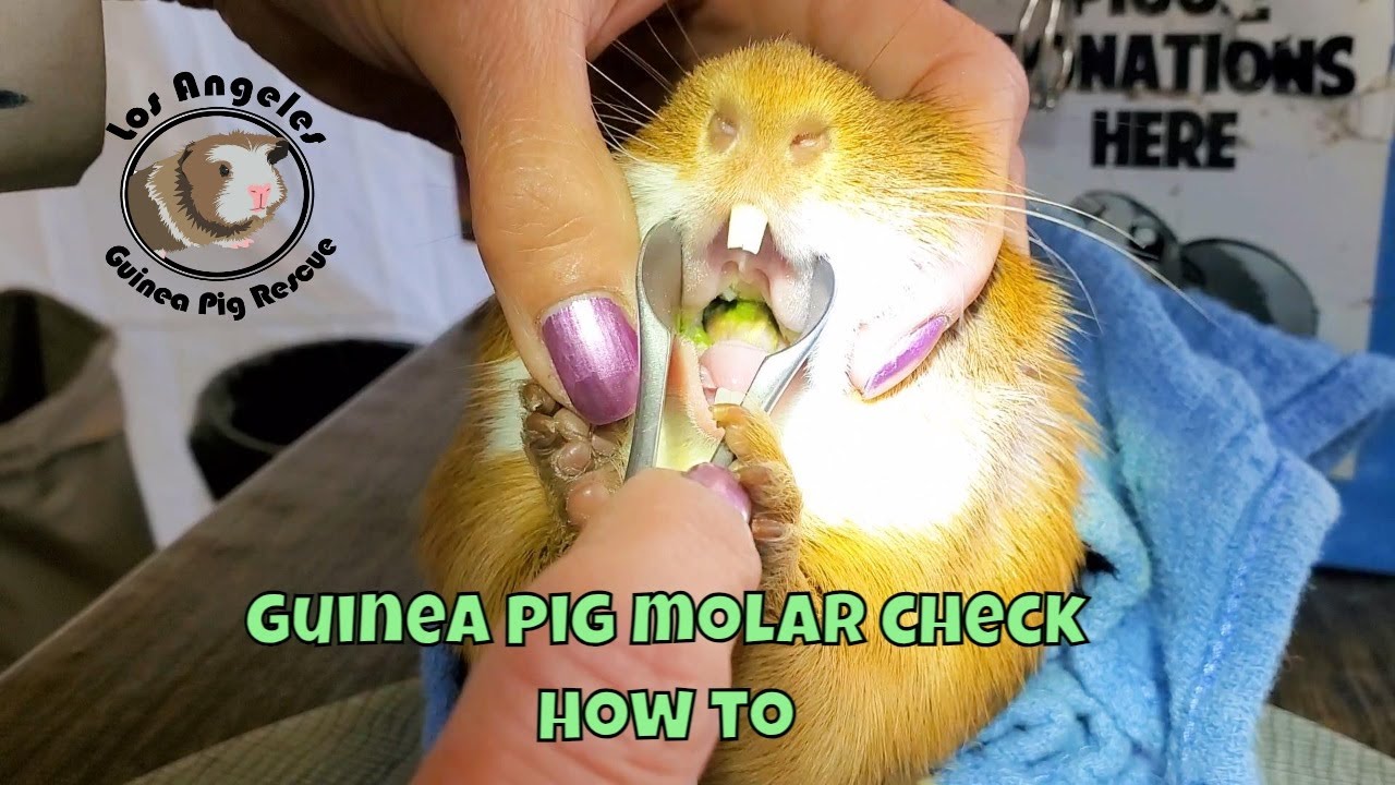 Part 2   Molars -  You Must Check Your Guinea Pigs Teeth