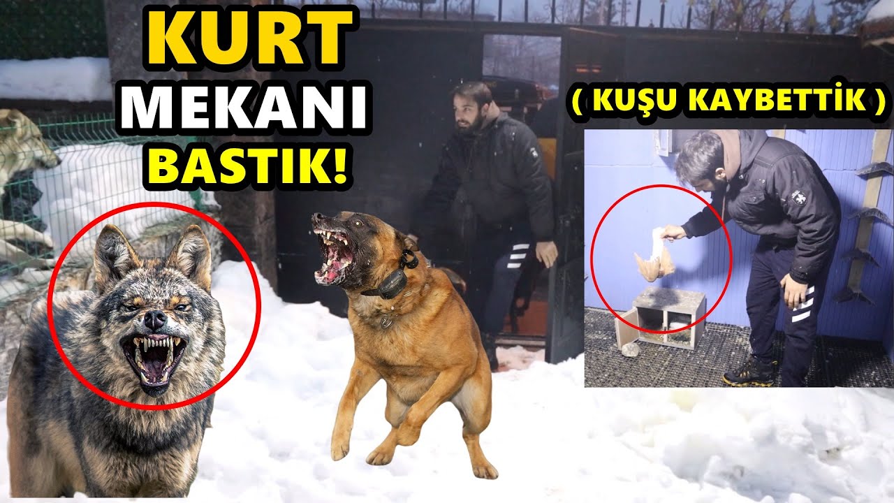 KURT ÇİFTLİĞİNİ BASTIK - KUŞU KAYBETTİK!