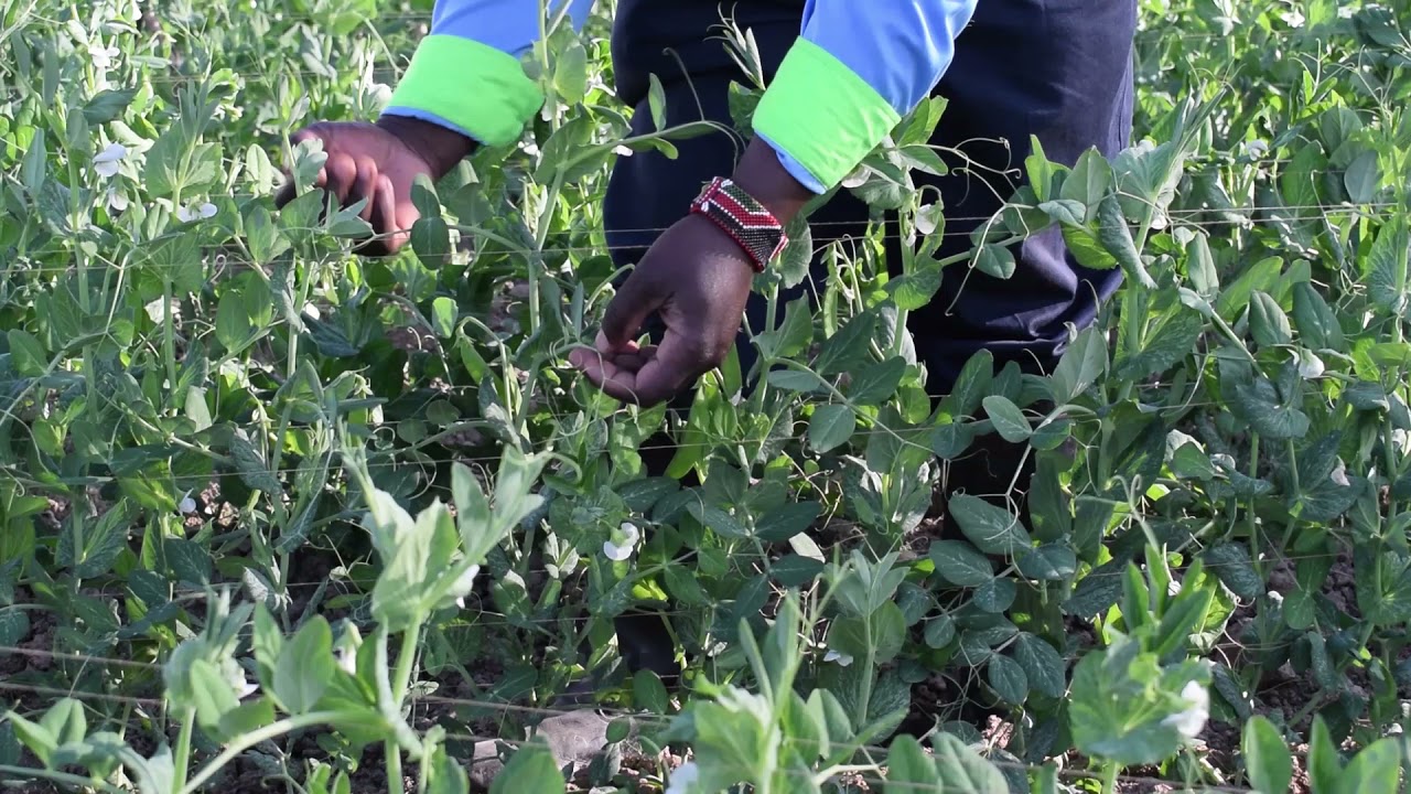 Kenya Nyandarua County sticking garden peas