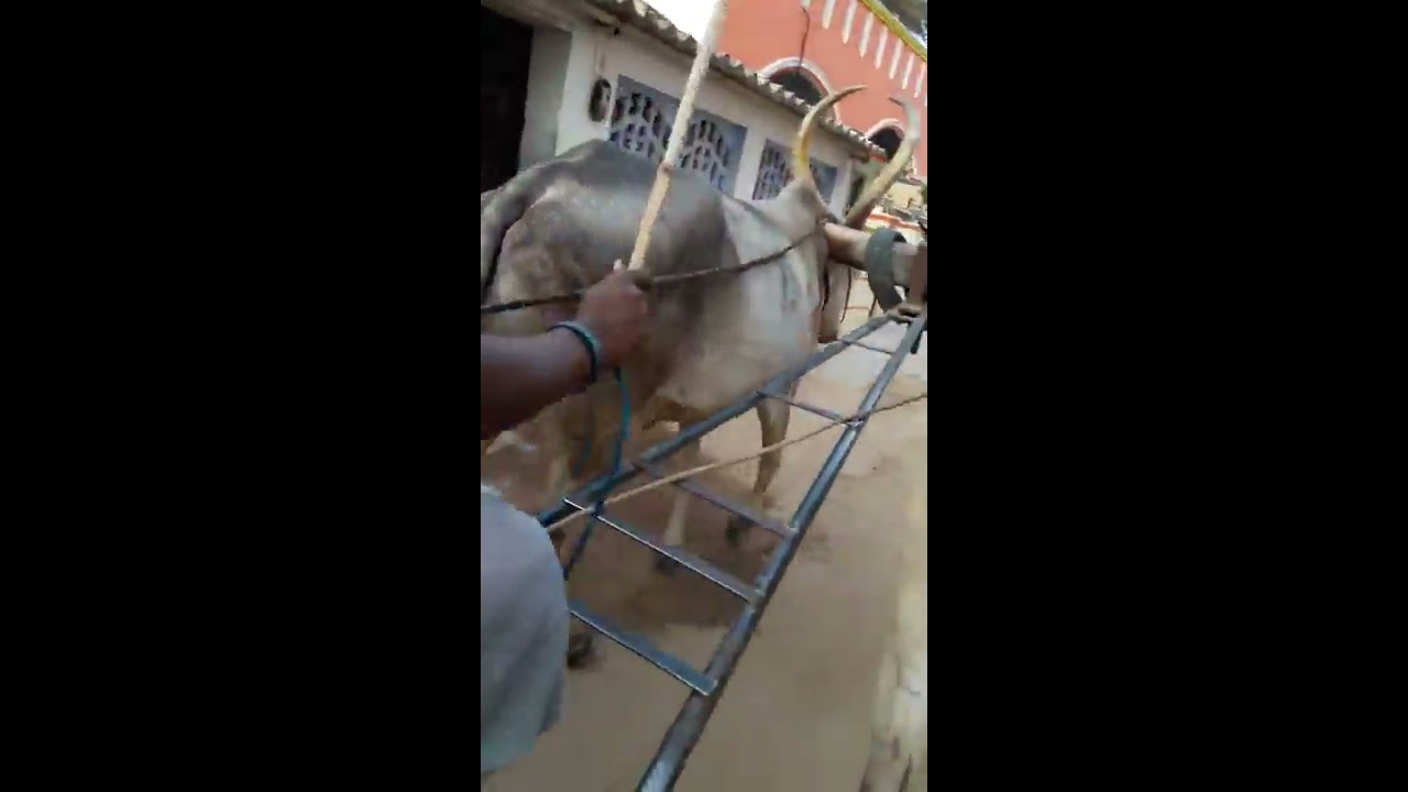 woman riding bullockcart tamilnadu