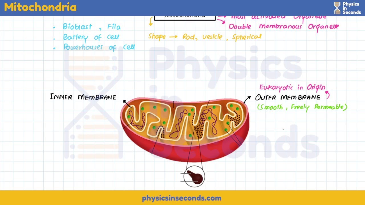 #mdcat - Biology - Mitochondria