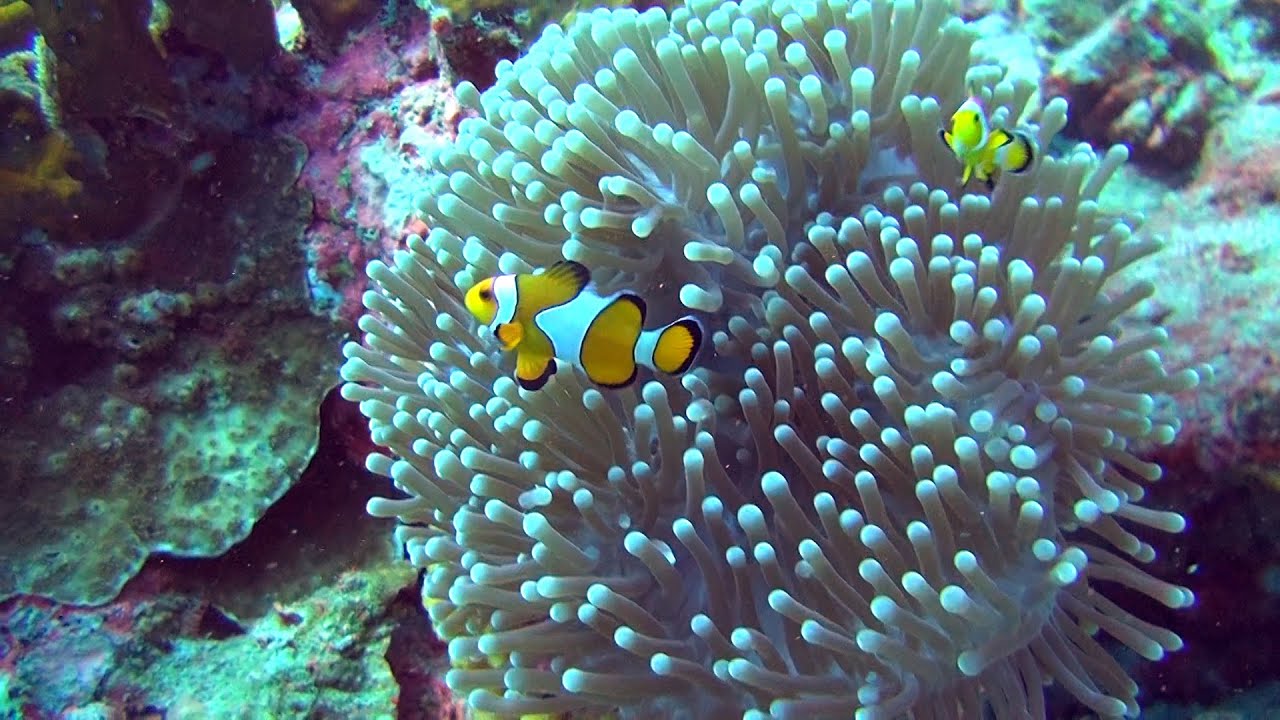 Clownfisch Nemo - Anemonefish