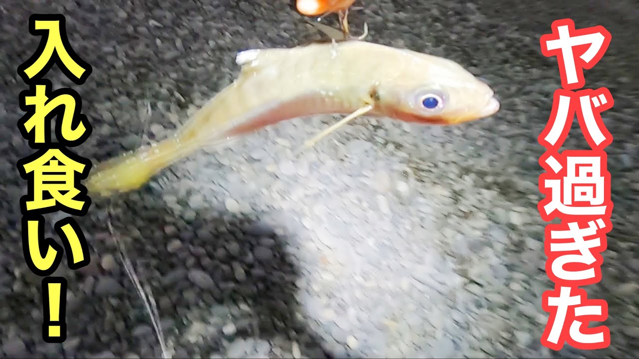 【入れ食い！】サーフにアジを投げたら一撃で入れ食い！これは衝撃でした【ショアジギング/飲ませ釣り】