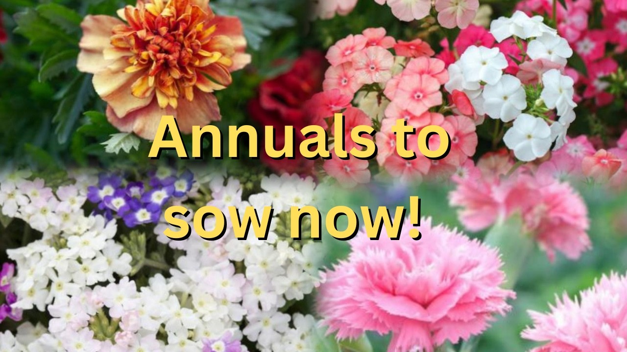 Ep 43 Annual flower seeds you can start sowing right now