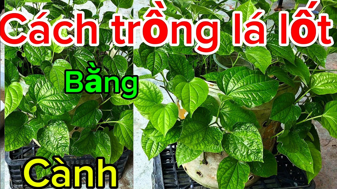 Cách trồng cây lá lốt bằng cành trong thùng Sơn nước bỏ đi