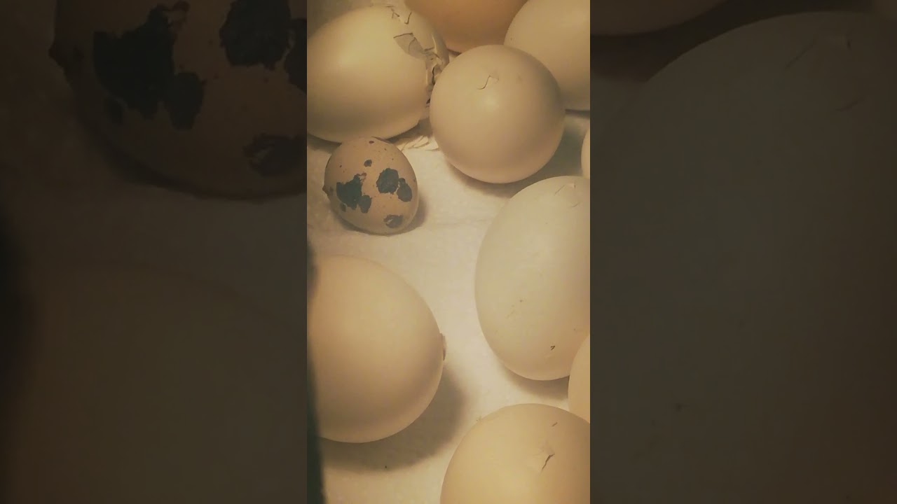 الحلقة48: شاهد الصوص يدفع البيضة محاولا الخروج 🐣