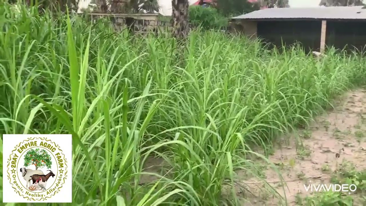 Intensive sheep breeding in the Gambia, Nappier Grass