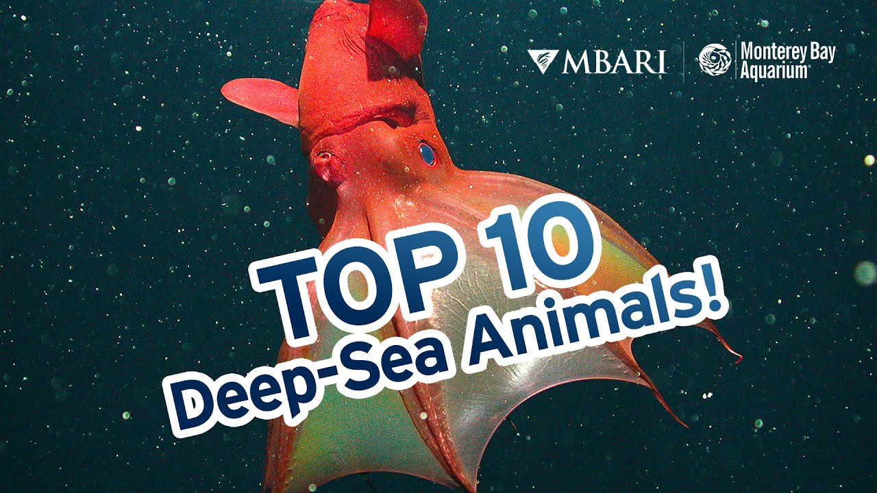 The Top 10 Deep-Sea Animals (according to Monterey Bay Aquarium Research Institute scientists)