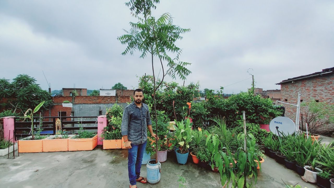 Transplanting Neem tree 🌳 into ground