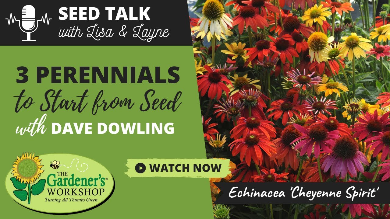 Seed Talk #33 - 3 Perennials to Start from Seed with Dave Dowling